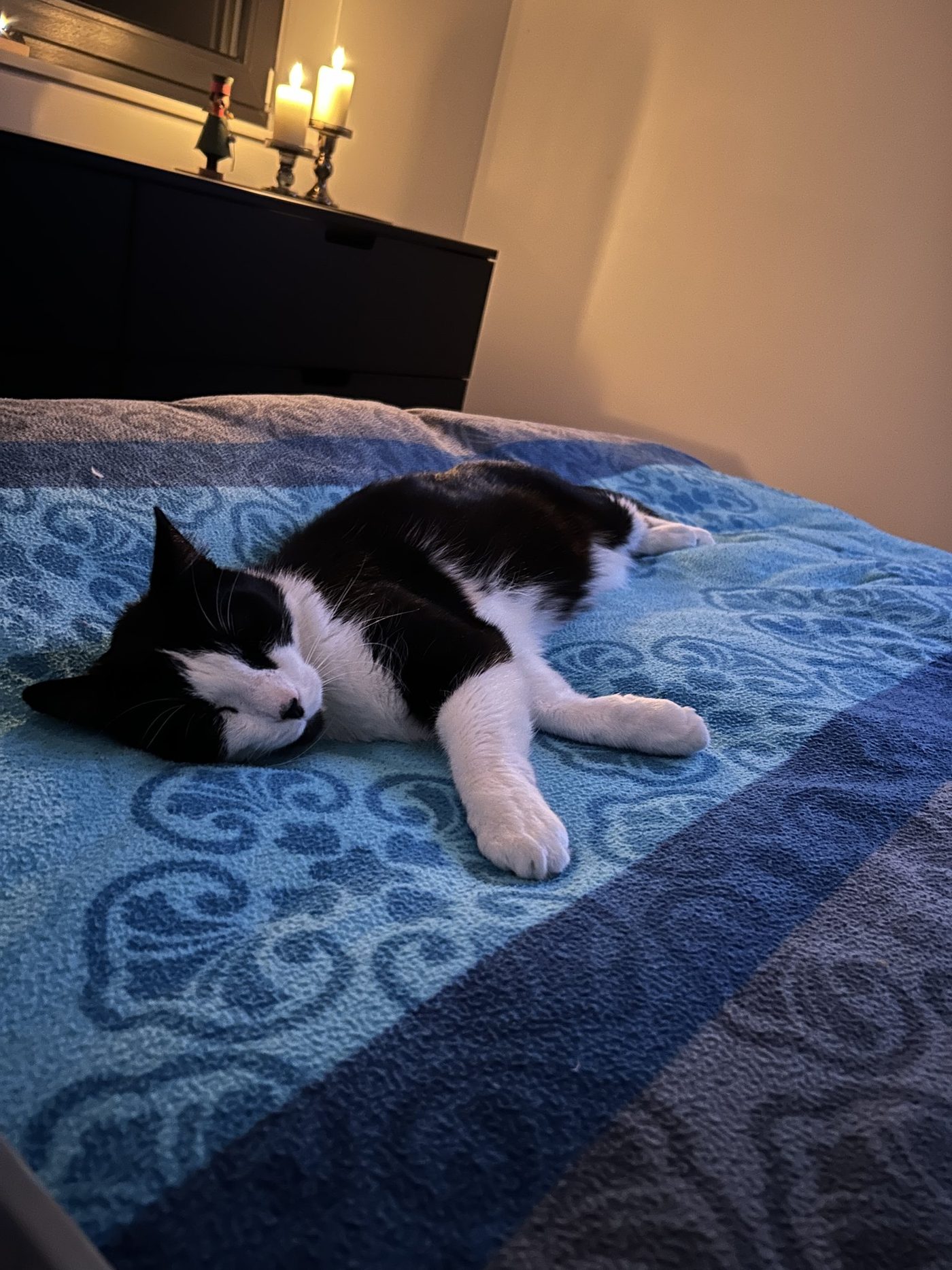 Der Kater Schnurri schläft auf einer blauen Tagesdecke