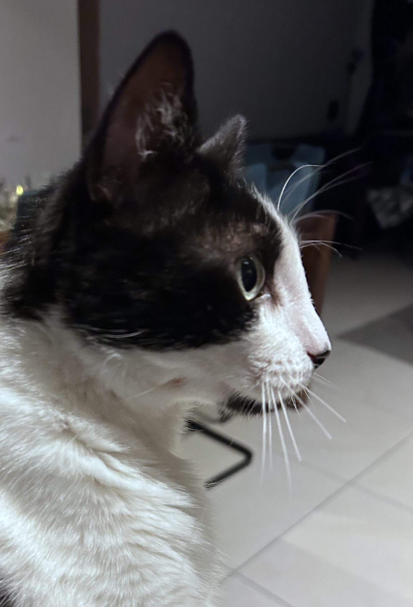 Der Kater Schnurri im Profil